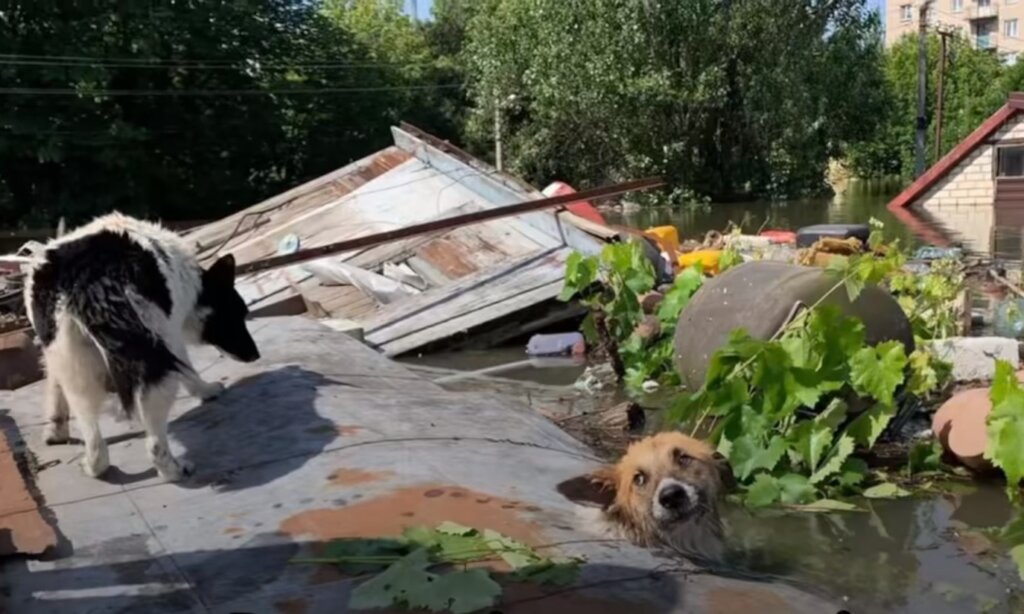 Dam Collapse Relief for Survivors in Ukraine
