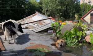 Rescue of the dogs