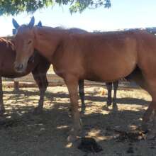 Tilly in the corral with an injured eye