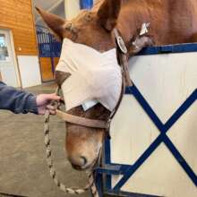 Tilly post eye removal surgery