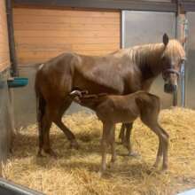Tilly after foaling