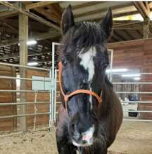 Danny - Peruvian Paso Gelding