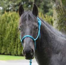 Justice - Appy/Arab Gelding