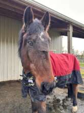 Clyde at Duchess Sanctuary