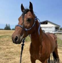 Odie - Morgan Cross Gelding