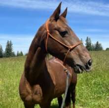 Rue - Saddlebred Mare