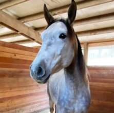 Sorbet - Azteca Mare