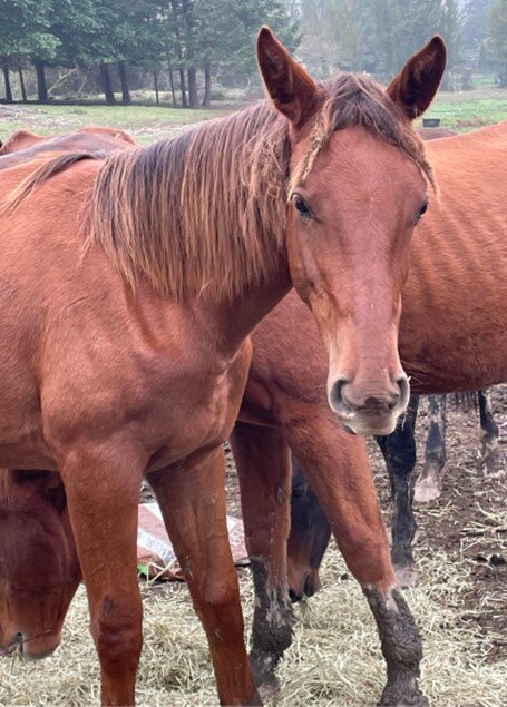 Help Provide Veterinary Care for Vulnerable Horses