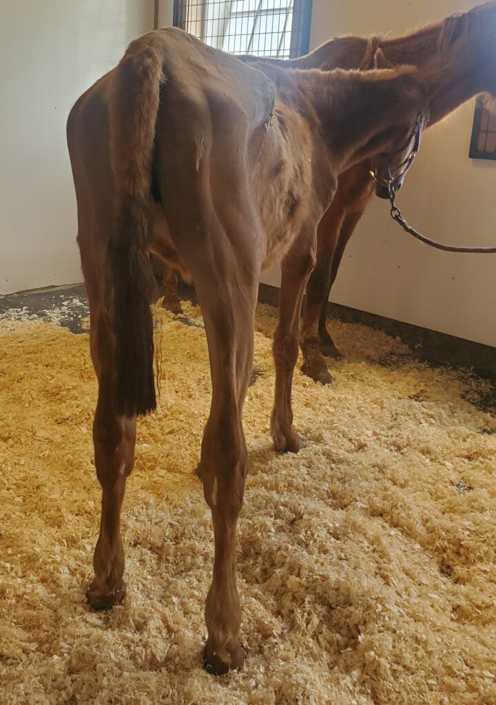 Help Provide Veterinary Care for Vulnerable Horses