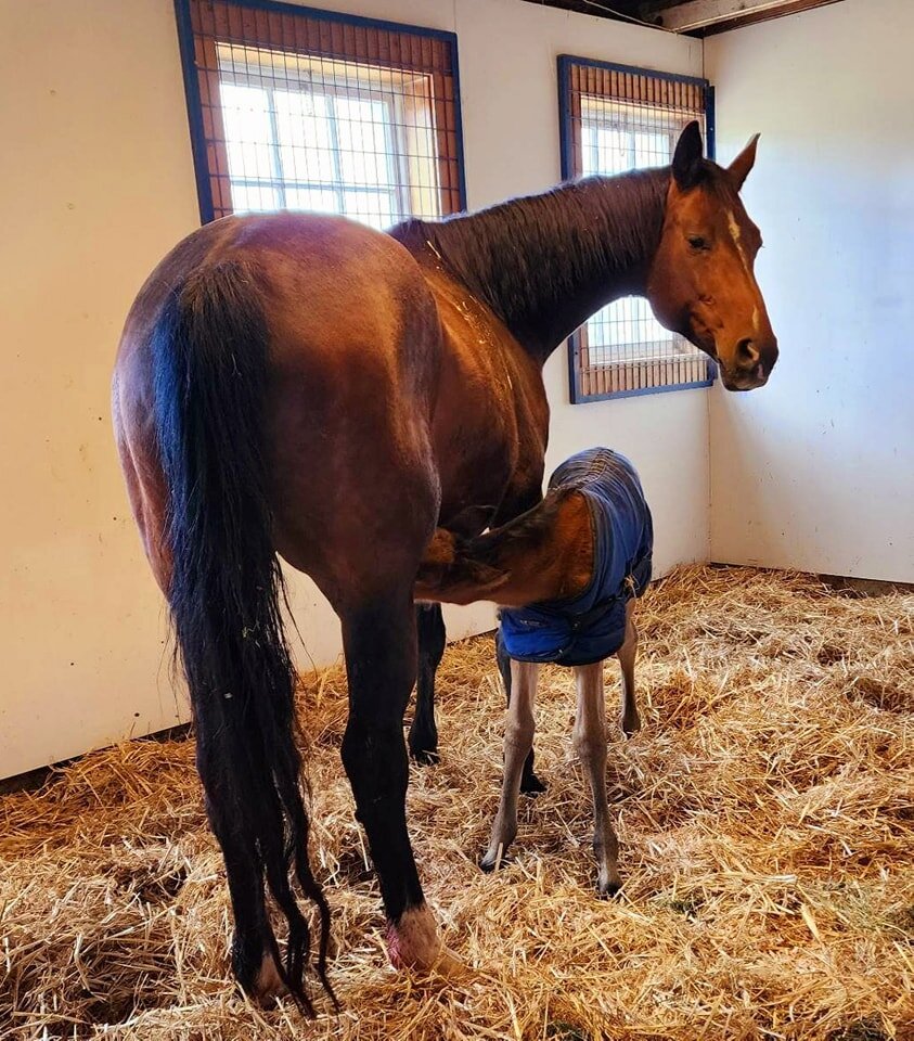 Help Provide Veterinary Care for Vulnerable Horses