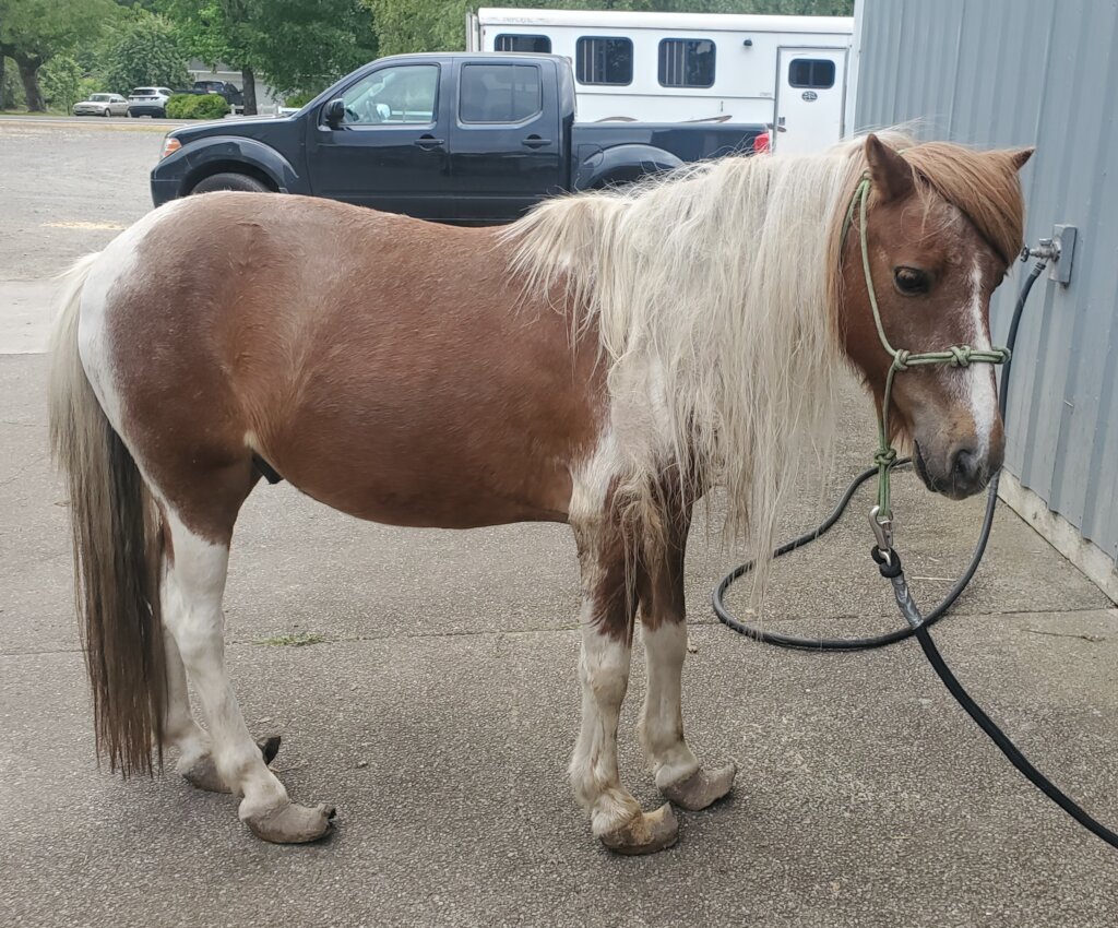 Help Provide Veterinary Care for Vulnerable Horses