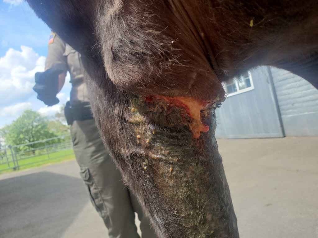 Help Provide Veterinary Care for Vulnerable Horses