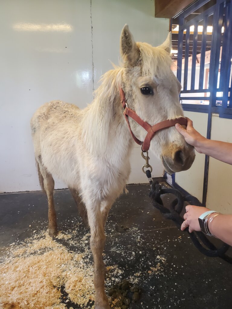 Help Provide Veterinary Care for Vulnerable Horses