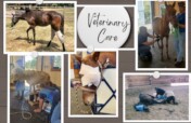 Help Provide Veterinary Care for Vulnerable Horses