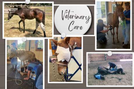 Help Provide Veterinary Care for Vulnerable Horses