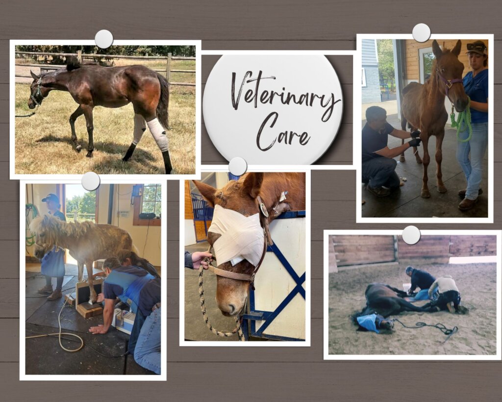 Help Provide Veterinary Care for Vulnerable Horses