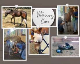 Help Provide Veterinary Care for Vulnerable Horses