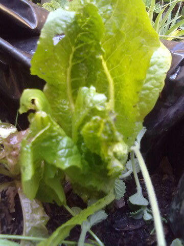 OUR Farm Net: A playful approach to Urban Farming
