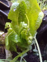 Lettuce in a model prototype of OUR Module