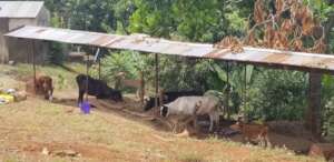 The 3 milk cows and 2 calves