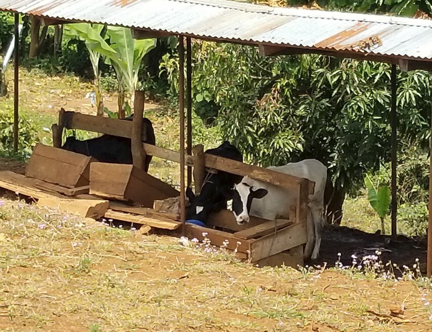 Dairy cows at Mwaji Secondary School