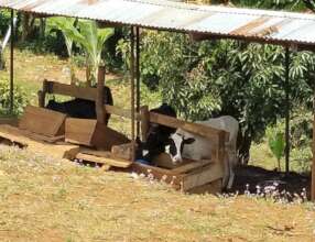 Dairy cows at Mwaji Secondary School