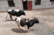 Provide Dairy Cows For Milk To Tanzanian orphans