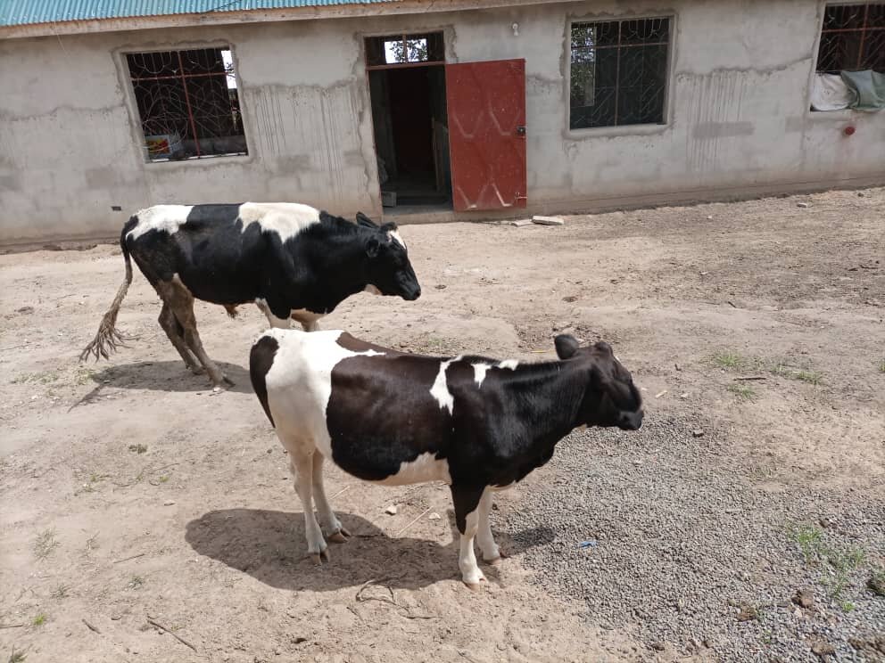 Provide 3 Dairy Cows For Milk To Tanzanian orphans