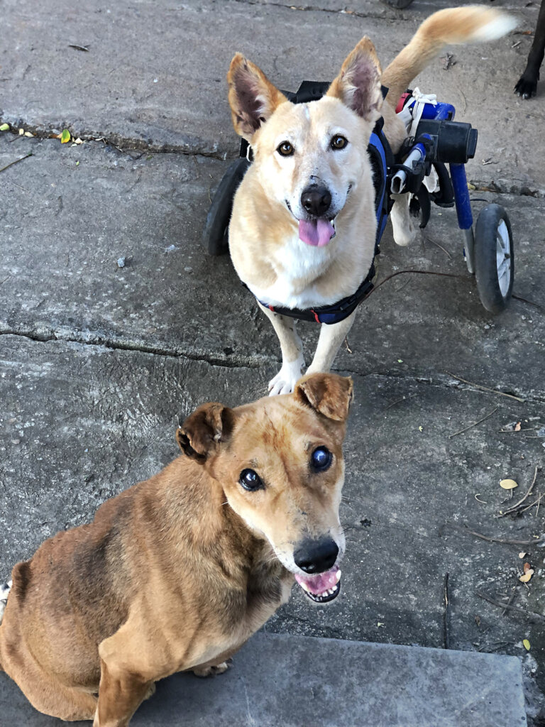 Annual support for 10 differently abled rescues GlobalGiving