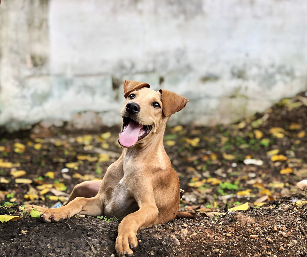 Coimbatore Humane Society Animals For Adoption Annual Support For