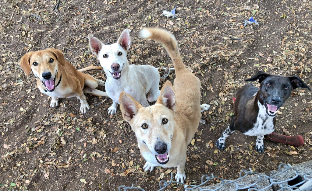 Annual support for 10 differently abled rescues GlobalGiving