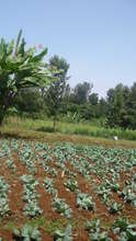 A cabbage plantation by Sanyu Ly'amaka Farmers