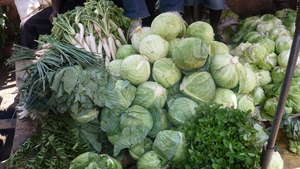 Cabbage ready for sale!