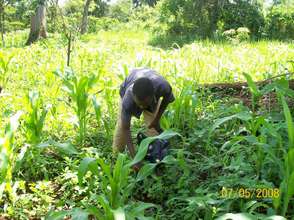 Maize and Ground Nut Plantation.