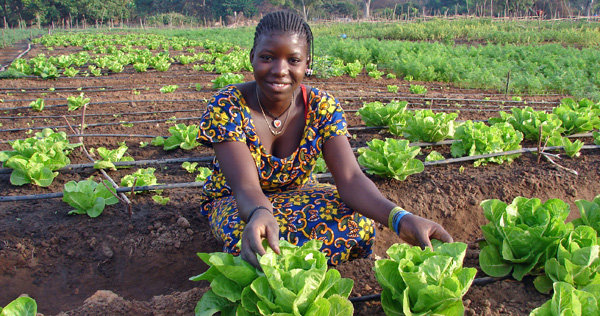 Training and IT platform for African entrepreneurs