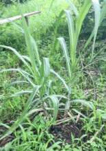 Sugarcane