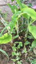 Guttering drains the rainwater into the banana pit