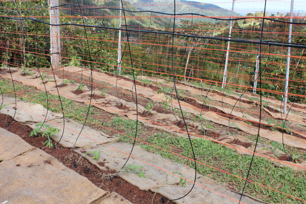 Puerto Rico's Food Sovereignty Fund