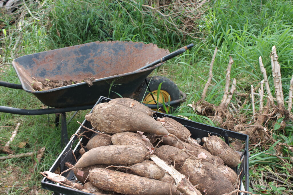 Puerto Rico's Food Sovereignty Fund
