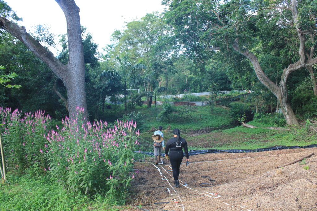 Puerto Rico's Food Sovereignty Fund