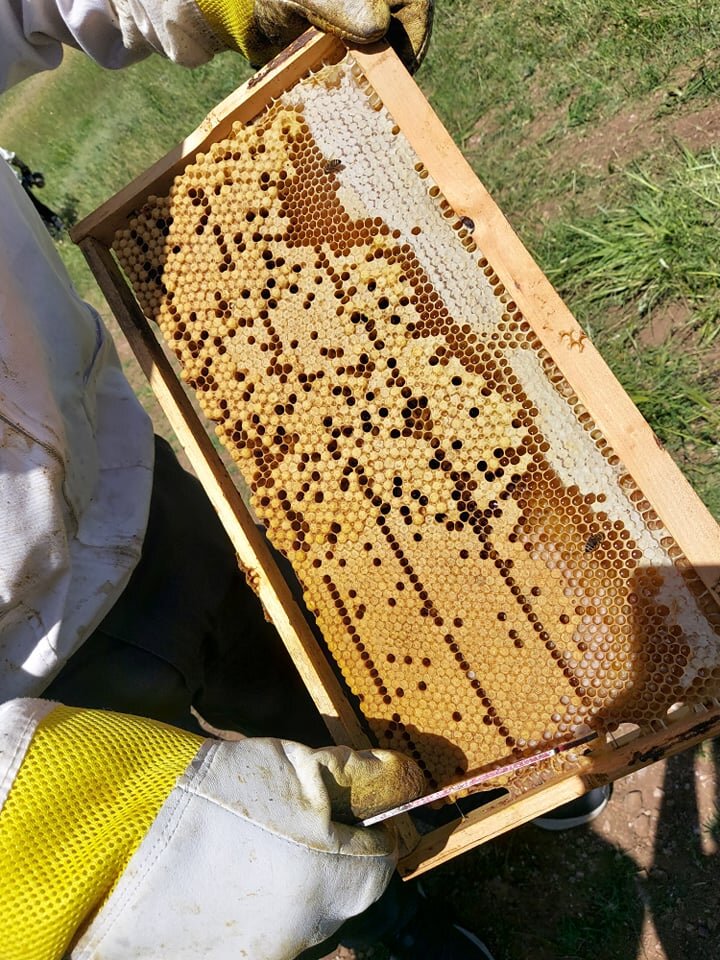 Queen Rearing: Save a Greek Bee