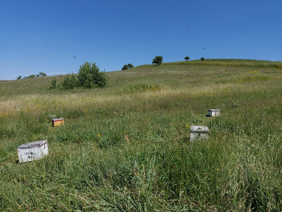 Queen Rearing: Save a Greek Bee