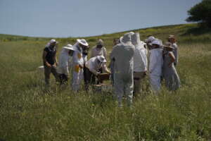 Queen Rearing: Save a Greek Bee