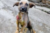 It's Monsoon.  Save 50 Dogs with Maggots Wounds