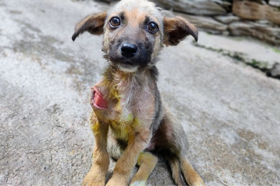 It's Monsoon.  Save 50 Dogs with Maggots Wounds