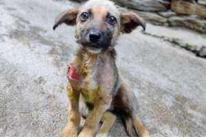 It's Monsoon.  Save 50 Dogs with Maggots Wounds