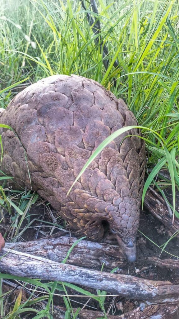 Save the Temminck's Pangolin in South Africa