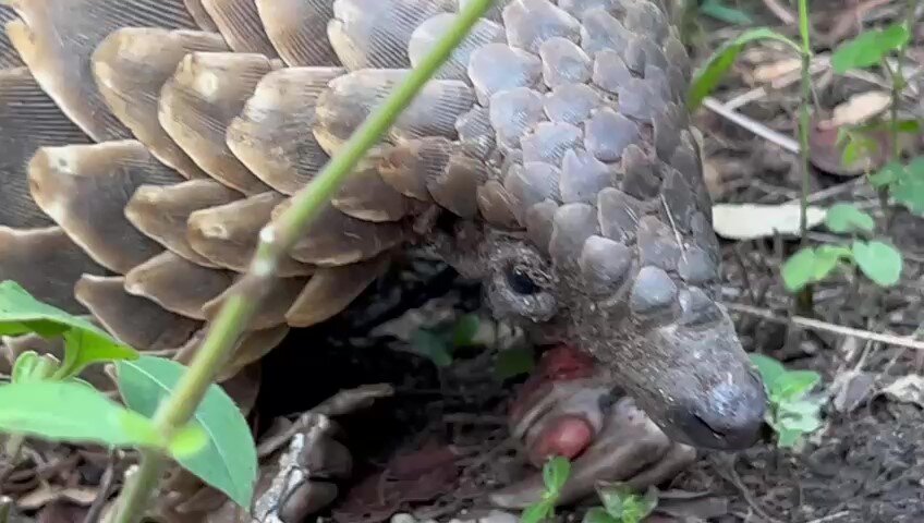Save the Temminck's Pangolin in South Africa