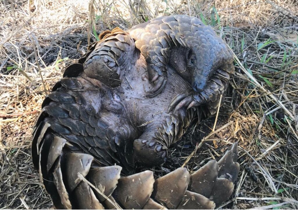 Save the Temminck's Pangolin in South Africa