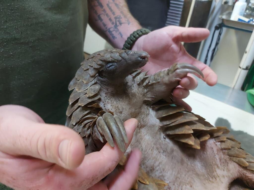 Save the Temminck's Pangolin in South Africa